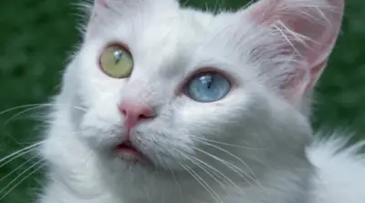 Van cat adoption amazing cat