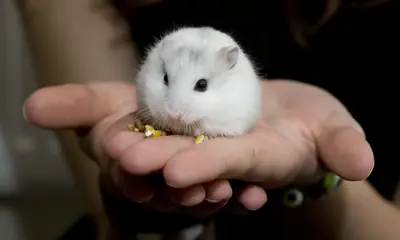 the best dwarf hamster in the world