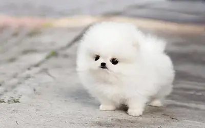 Amazing Pomeranian puppy