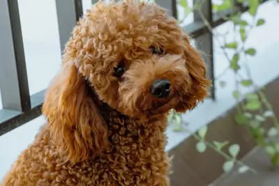 Amazing poodle puppy