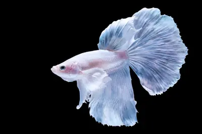 I am giving away my beta fish