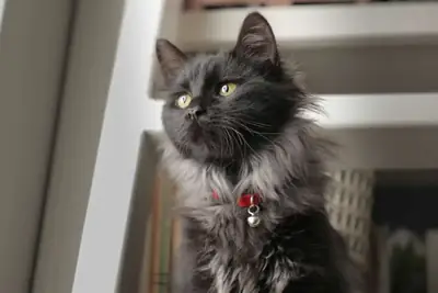 My rare breed Asian cat