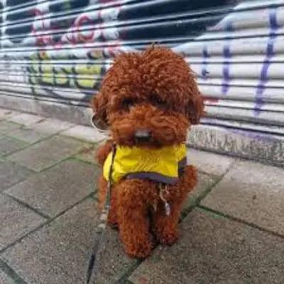 Cute Poodle Puppy Available for Free Adoption