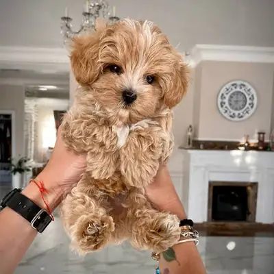 Mon chiot maltais..