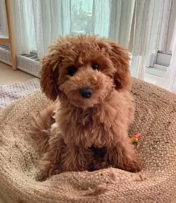Mon caniche préfé..