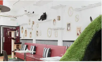 伦敦 Lady Dinah 的猫店..