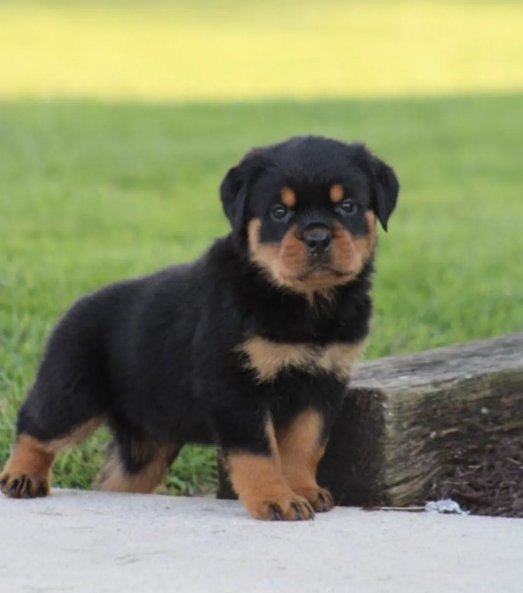 Mon chiot Rottweiler est perdu