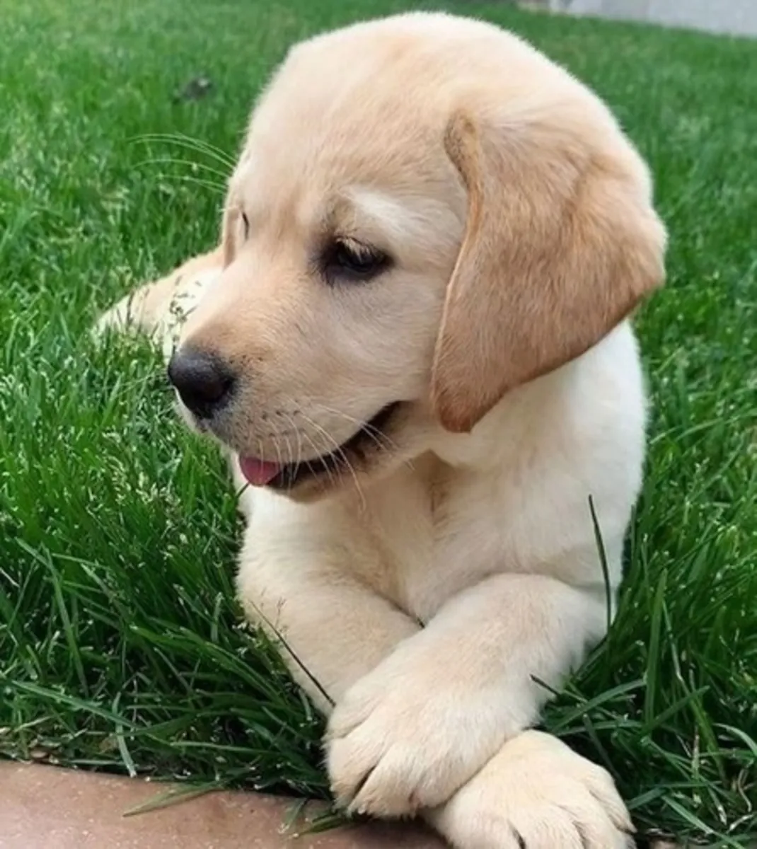 sevimli pet'im labradorumu sahiplendiriyorum