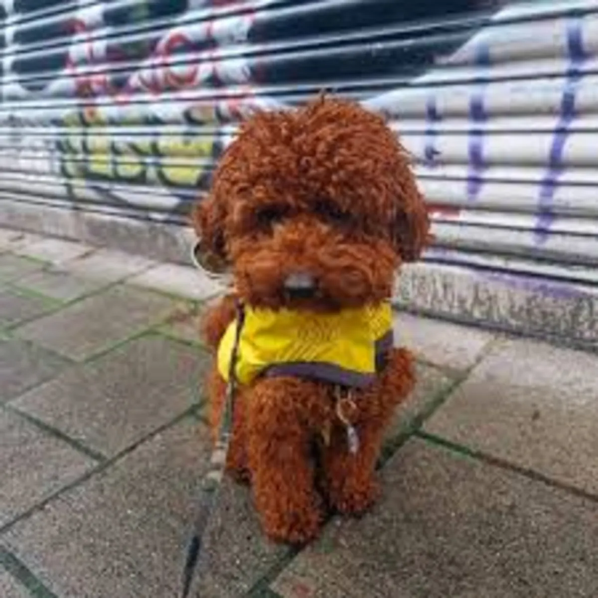 Sevimli Poodle Yavrusu Ücretsiz Sahiplendirilir