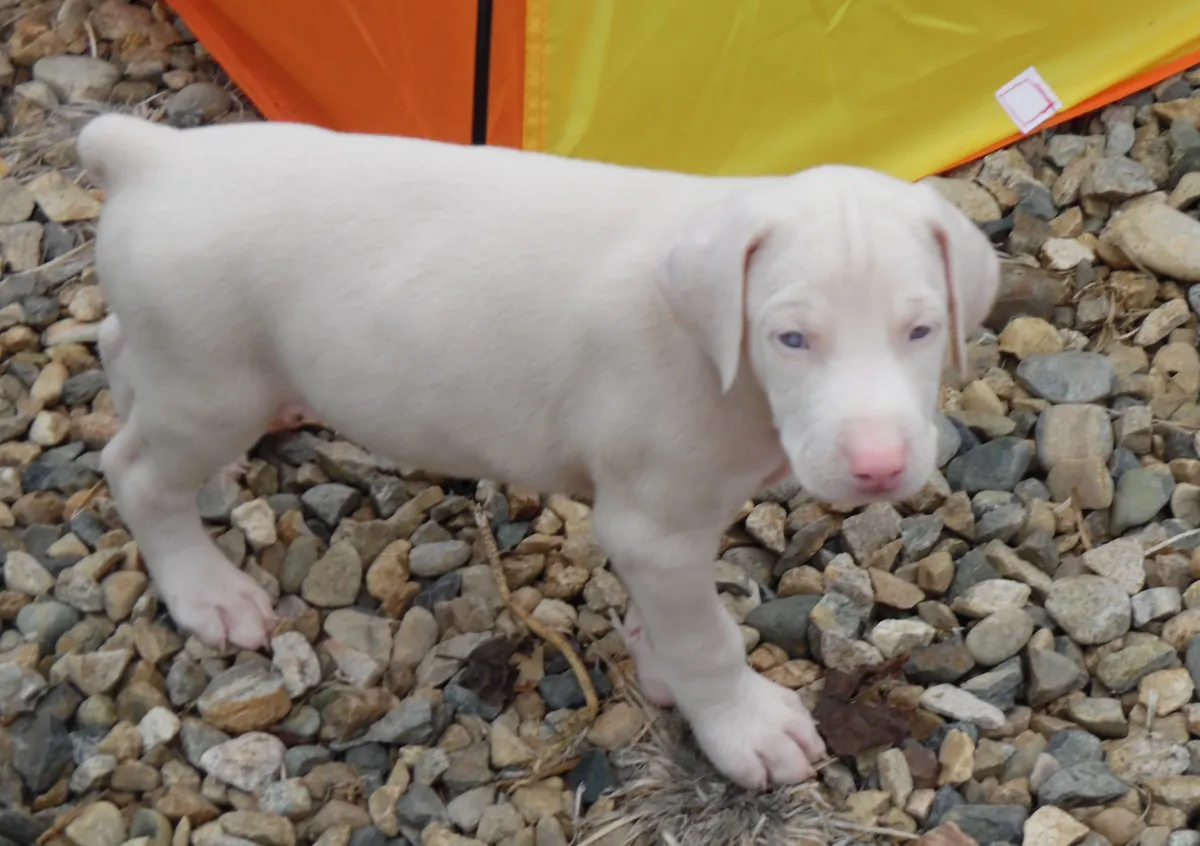 Je donne mon chiot gratuitement