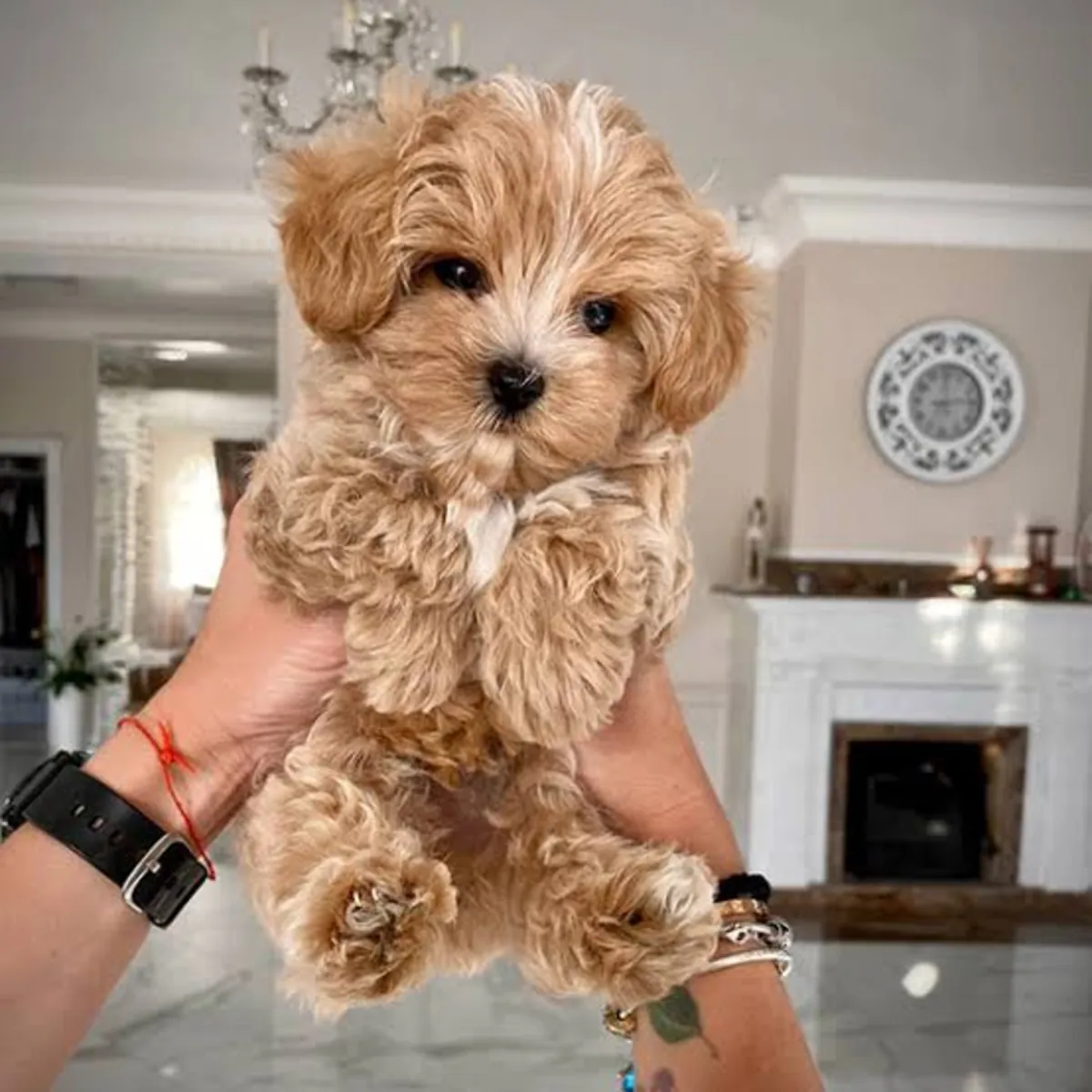 My Maltese puppy is lost