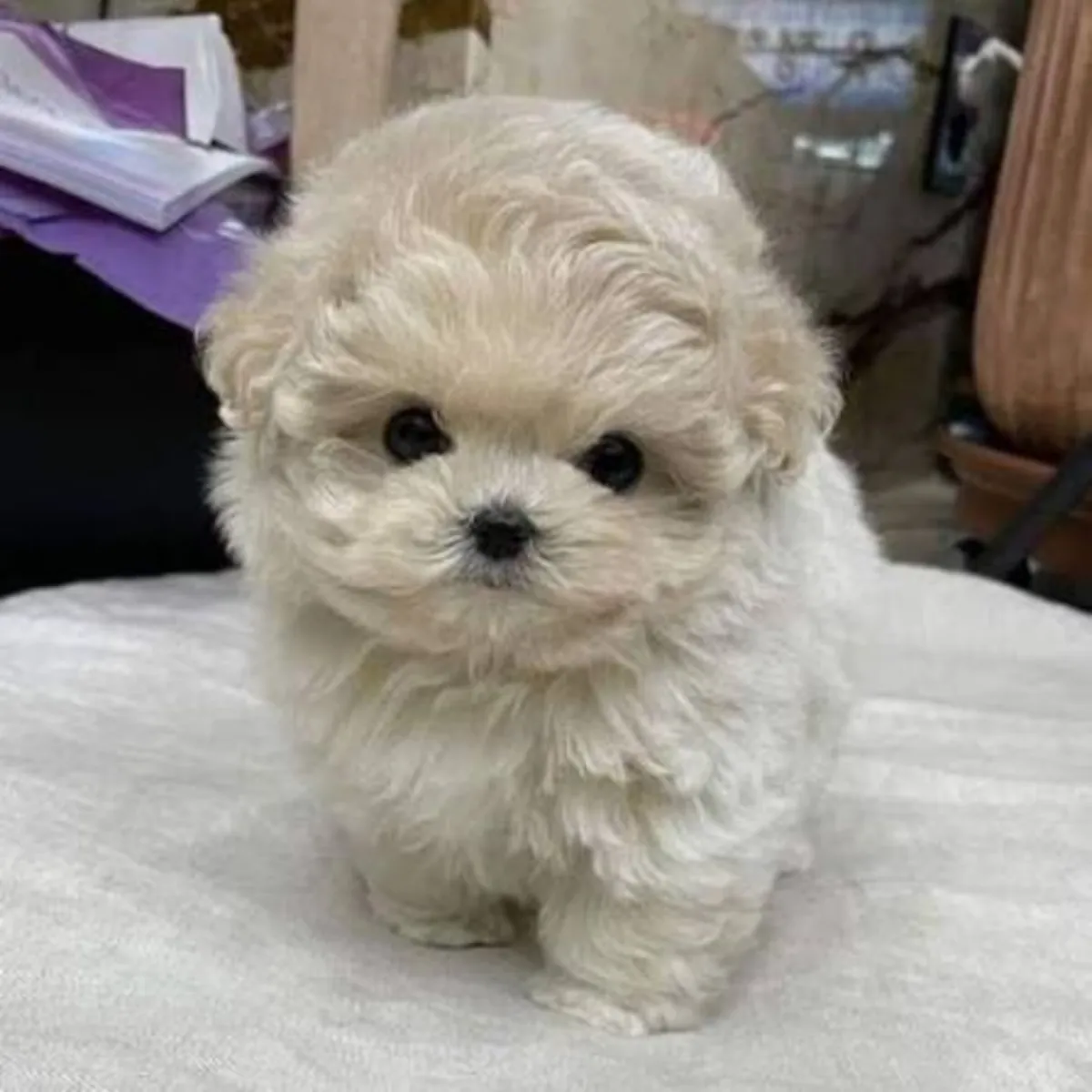 My Maltese puppy is lost