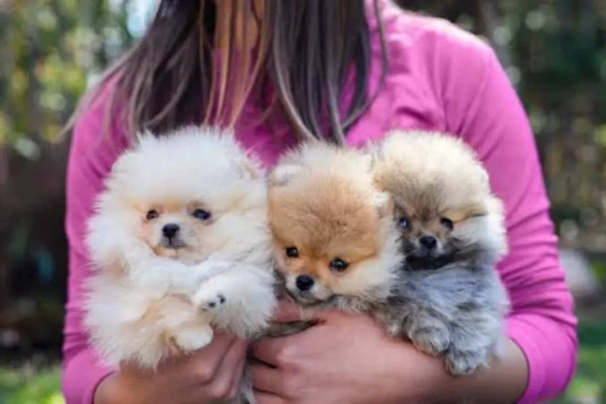 我提供免费的博美犬领养服务