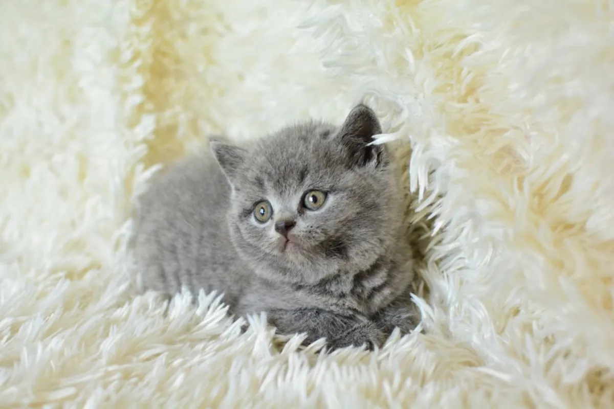 I want to breed my British cat