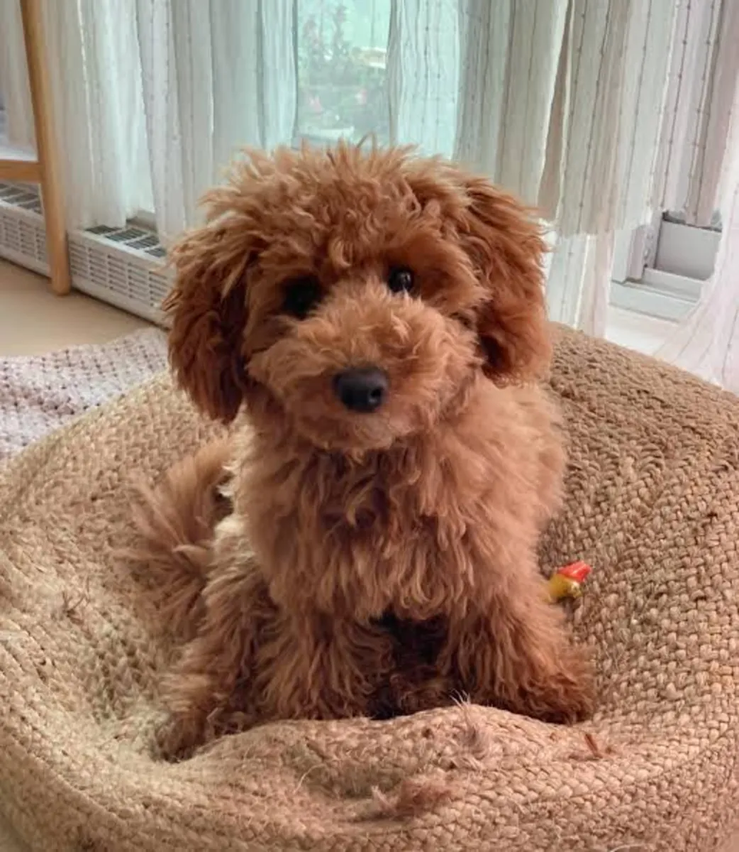 My favorite poodle has disappeared