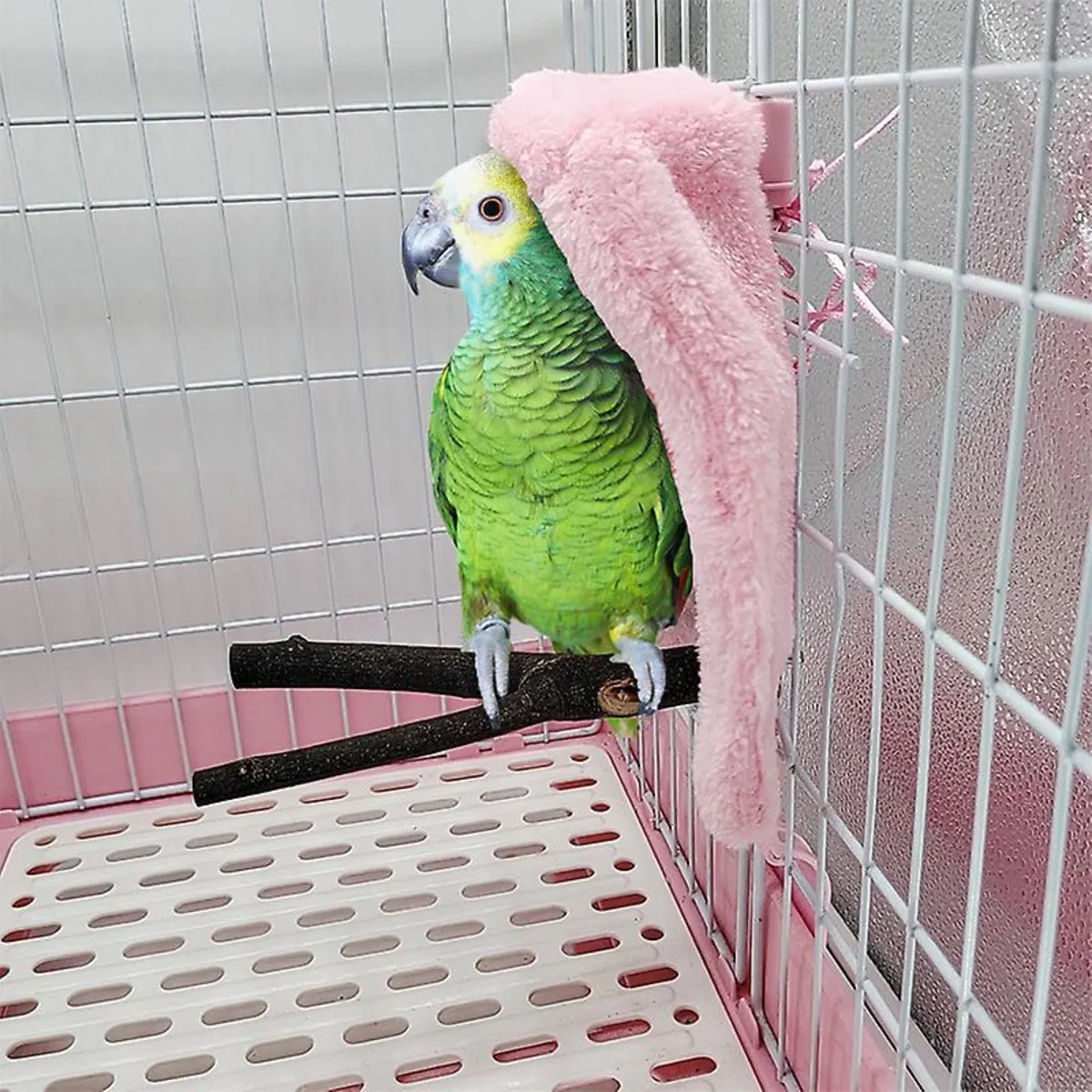 cape Parrot kuşumuzu sahiplendirmek istiyoruz