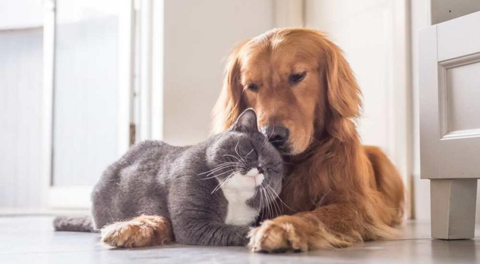 Dog and Cat Living Together Guide: Secrets to Peaceful Coexistence
