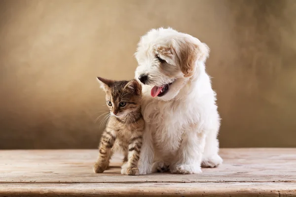 Soins des Chiots et Chaton : Guide Complet des 6 Premiers Mois