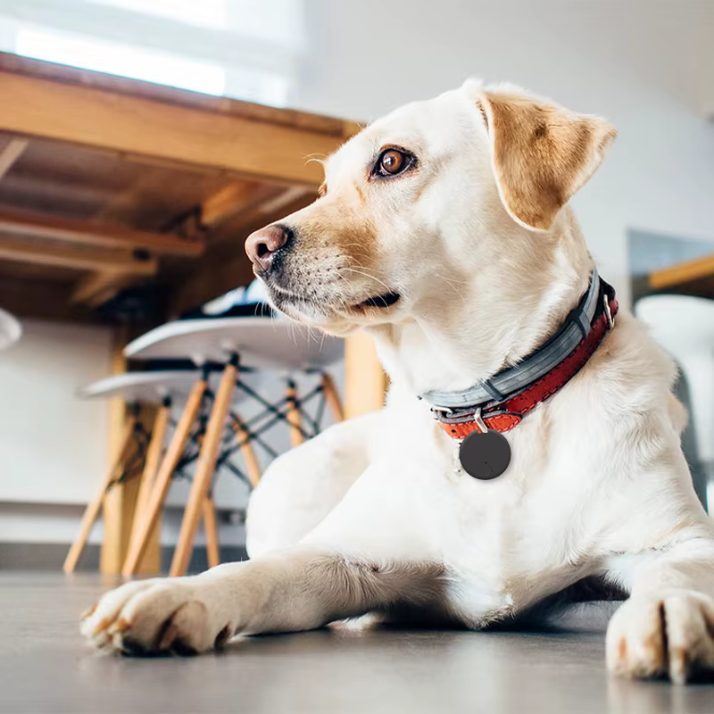 Meilleurs trackers GPS pour animaux (2025): Guide complet