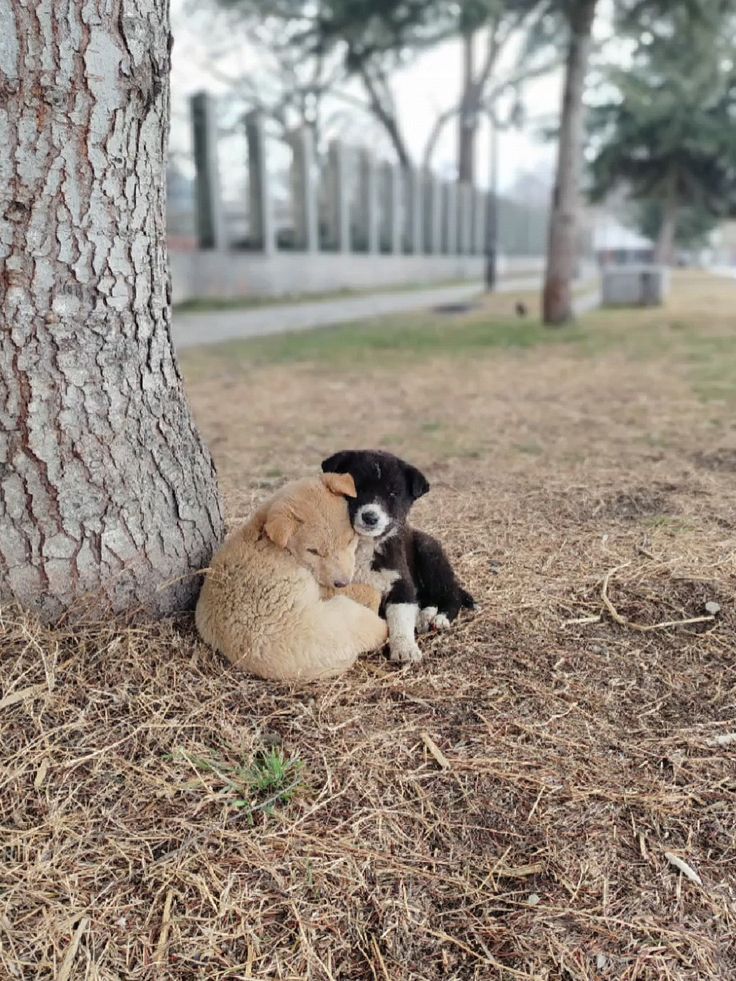 Anxiété de Séparation chez le Chien : Symptômes, Causes et Solutions