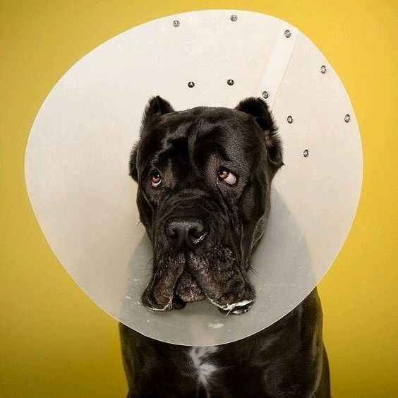 Stérilisation et Castration du Chien : Âge Idéal, Prix, Risques et Récupération