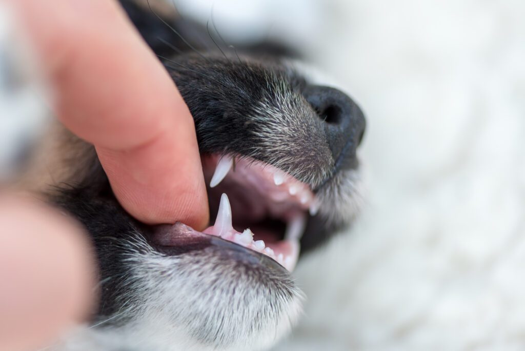 Puppy Biting & Teething: How to Stop Your Puppy from Biting