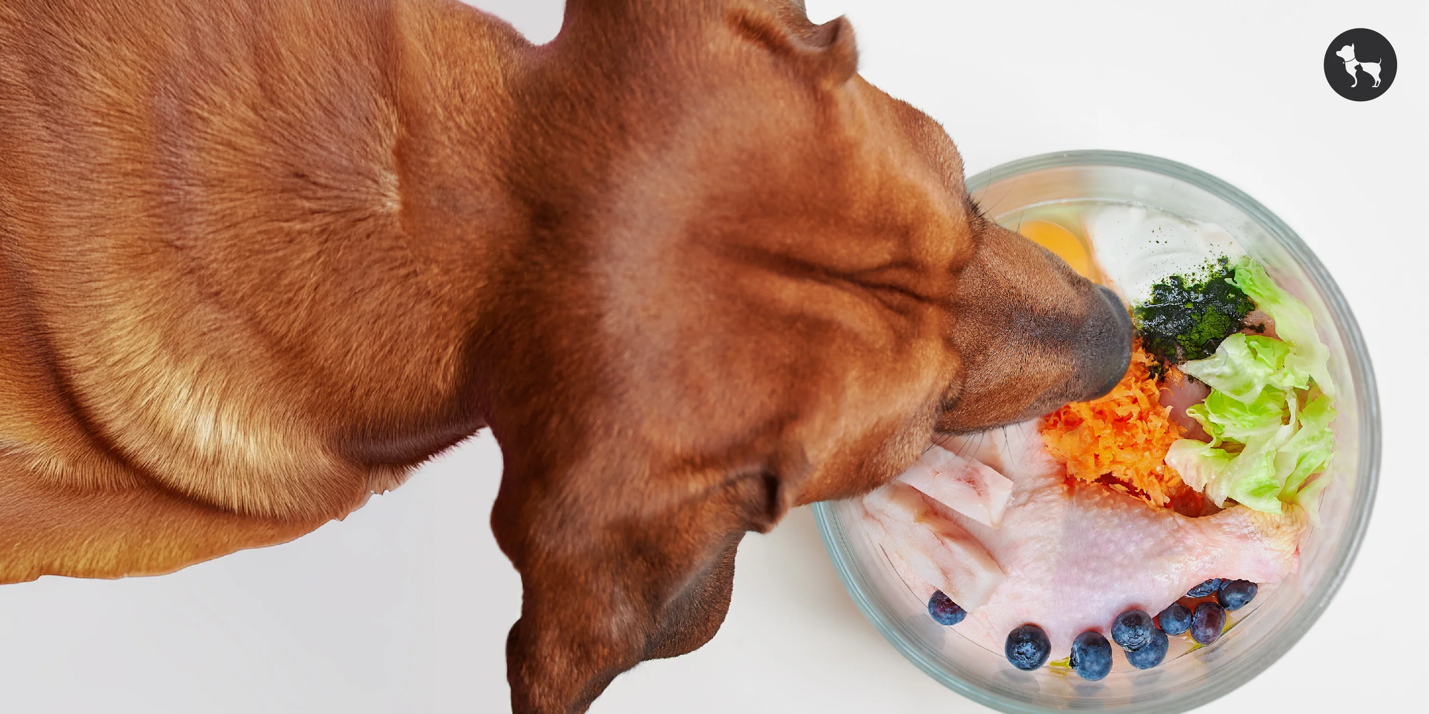 Köpekler Ne Yer? Güvenli ve Zararlı Yiyecekler Tam Rehberi | Petopic