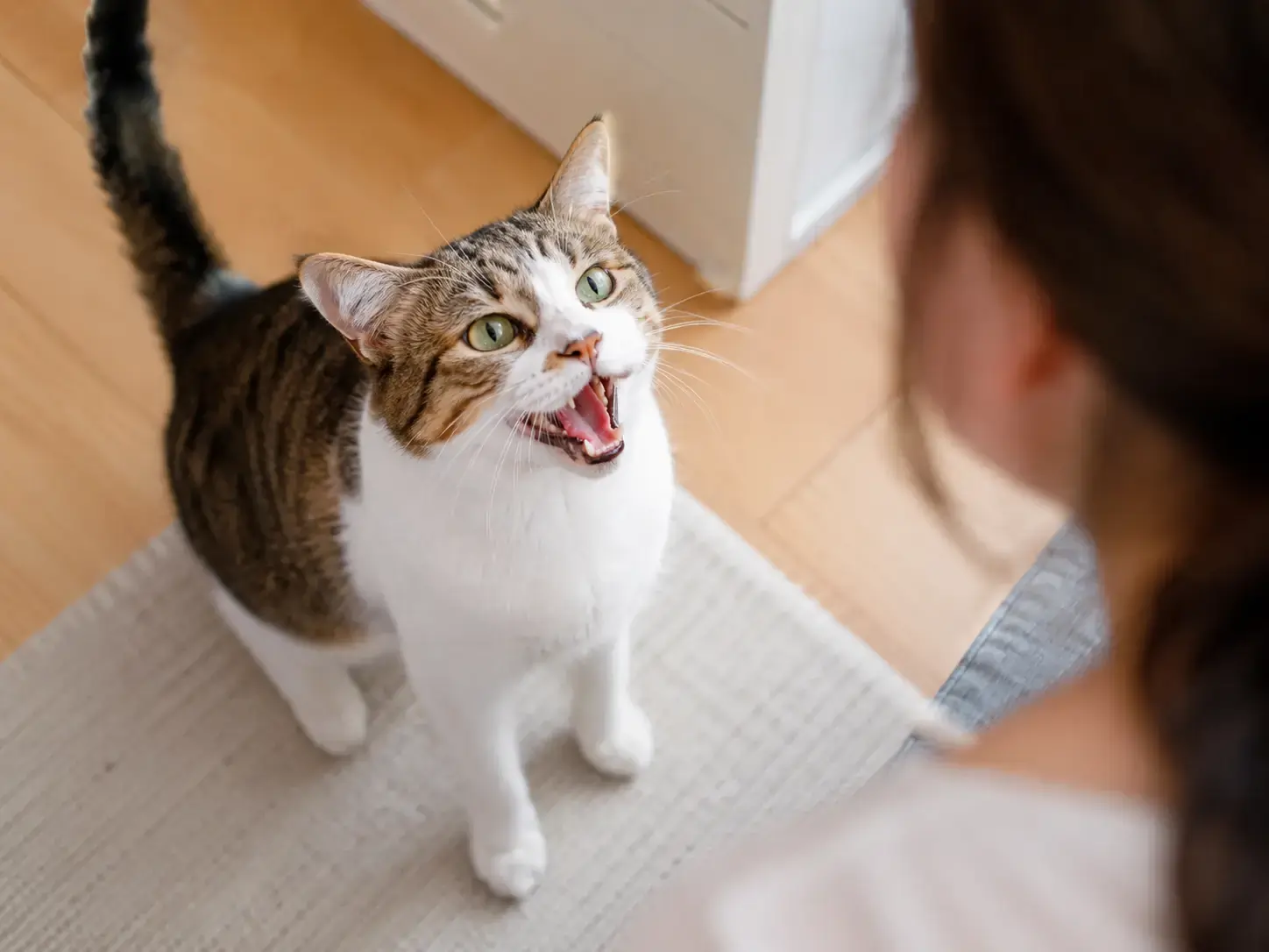 Why Do Cats Meow? Reasons, Meanings and When to Worry | Petopic