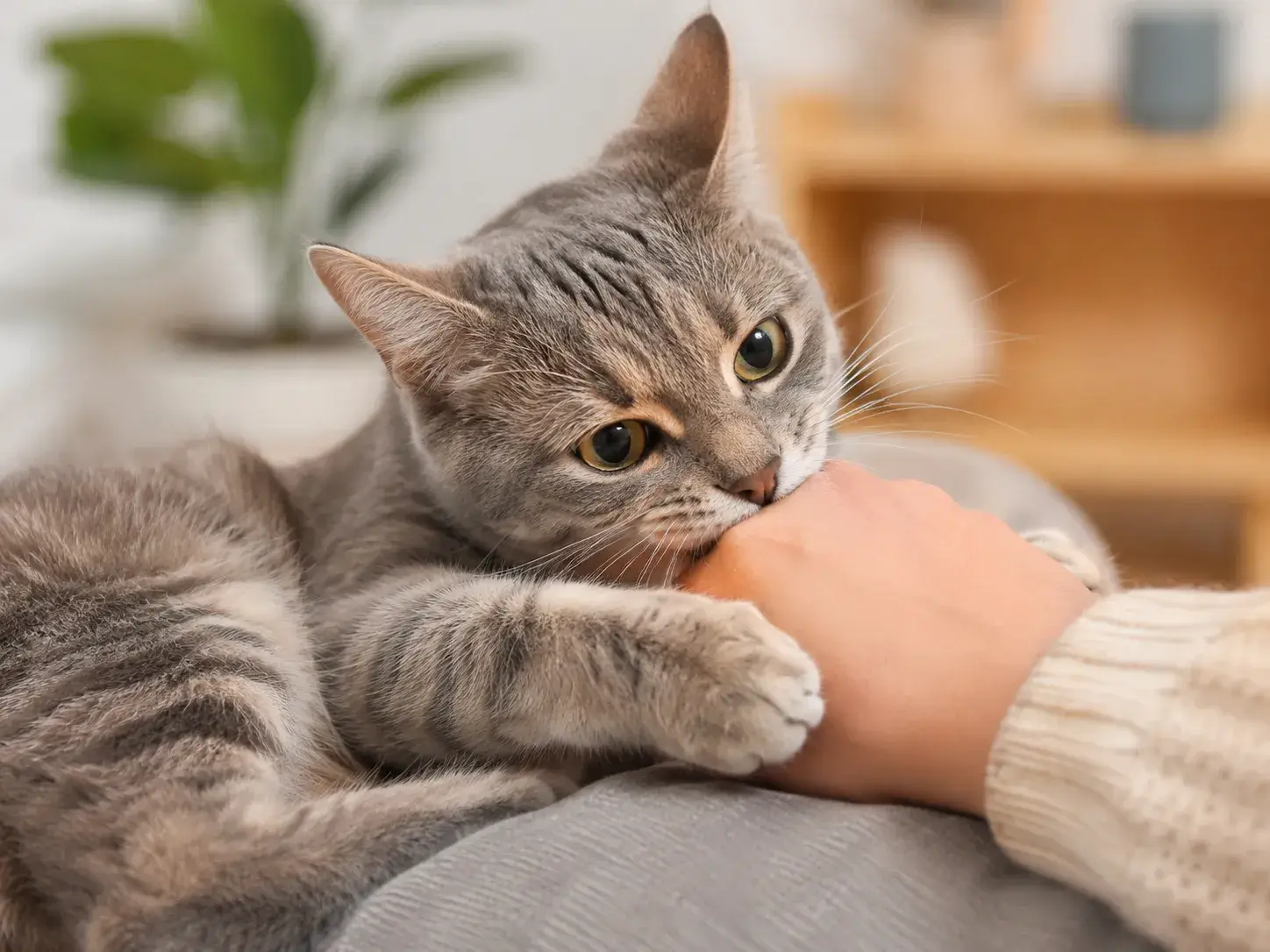 Why Do Cats Bite? Reasons and How to Stop Biting | Petopic
