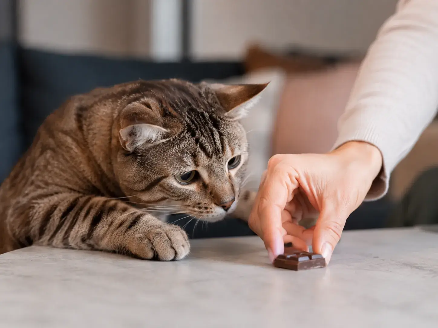 Mon Chat a Mangé du Chocolat : Que Faire ? | Petopic
