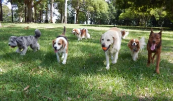 Pet Dostu Mekan Seçerken Dikkat Edilmesi Gerekenler: Kapsamlı Rehber