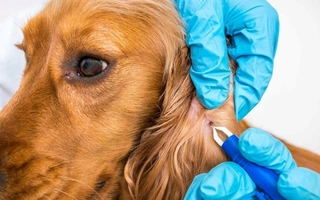 Flea, Tick and Parasite Schedule for Dogs (Month by Month)