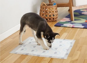 Dog Toilet Training: At Home, Apartment, Puppy & Adult Guide