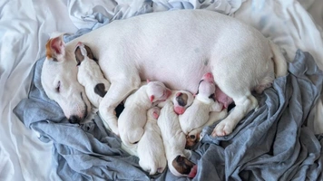 How Long Is a Dog Pregnant? Gestation Period and Birth Signs