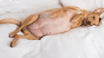 How to Tell if Your Dog Is Pregnant? Early Signs, Timeline & Vet Confirmation
