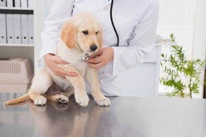 Pet Poisoning: Symptoms, First Aid and Life-Saving Actions | Petopic