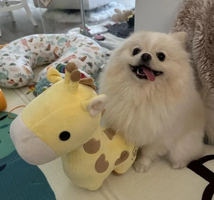 Pomeranian (Spitz Nain) : Prix, Caractéristiques, Entretien, Éducation et Adoption | Petopic