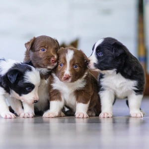 Comment Savoir si un Chiot est en Bonne Santé : Checklist Complète Avant d'Acheter ou d'Adopter