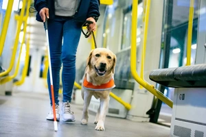 Best Dog Breeds for Working People (2026 Guide)