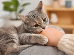 Why Do Cats Bite? Reasons and How to Stop Biting | Petopic