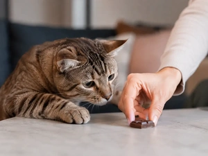 Cat Ate Chocolate? Symptoms and What to Do | Petopic