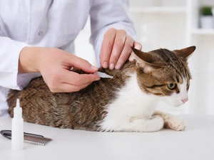 Cat Flea, Tick and Worming Schedule | Petopic