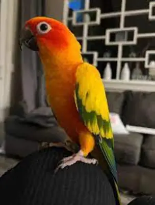 免费超级锥尾鹦鹉