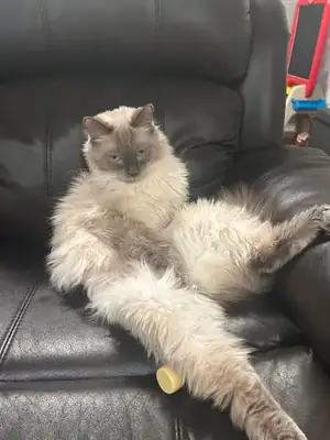 纯种布偶猫幼犬——适合家庭饲养，已完全训练如厕