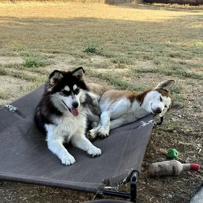 我们正在为我们的西伯利亚哈士奇犬寻找合适的雄性伴侣。