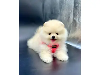 Home-raised white Pomeranian male with calm personality