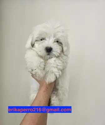 马尔济斯犬幼犬（雄性和雌性）赠送