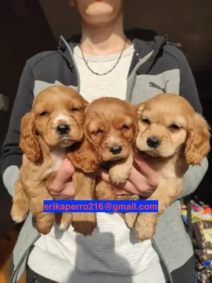 可卡犬幼犬（公犬和母犬）赠送