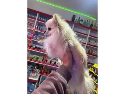 Femelle pomeranian blanche adulte à adopter