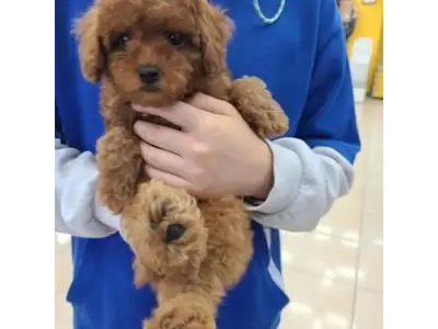 Jeune caniche marron mâle intelligent et attentif